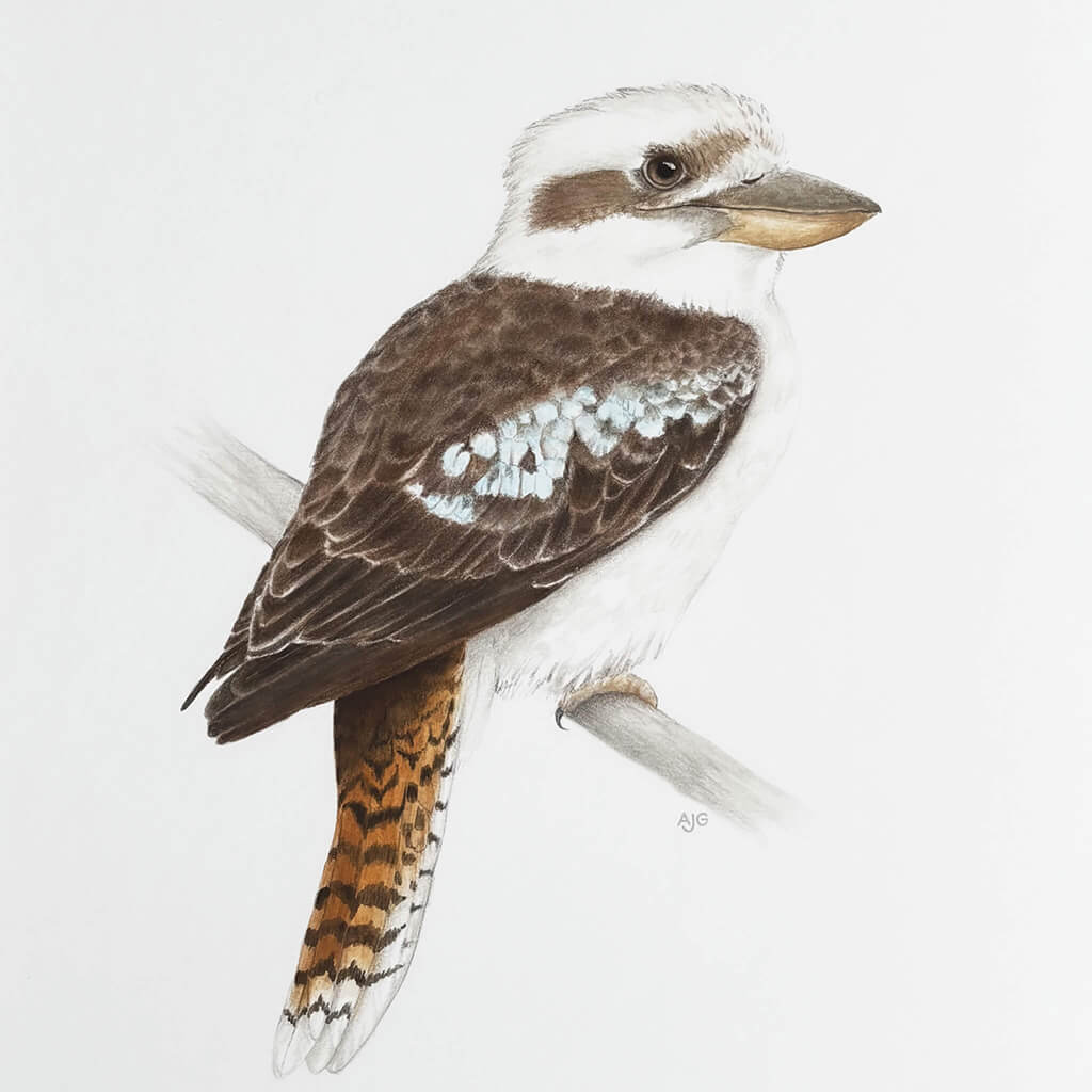 Kookaburra bird with brown and white plumage perched on a branch against a light grey background painted by Amanda Gosse