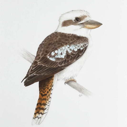 Kookaburra bird with brown and white plumage perched on a branch against a light grey background painted by Amanda Gosse