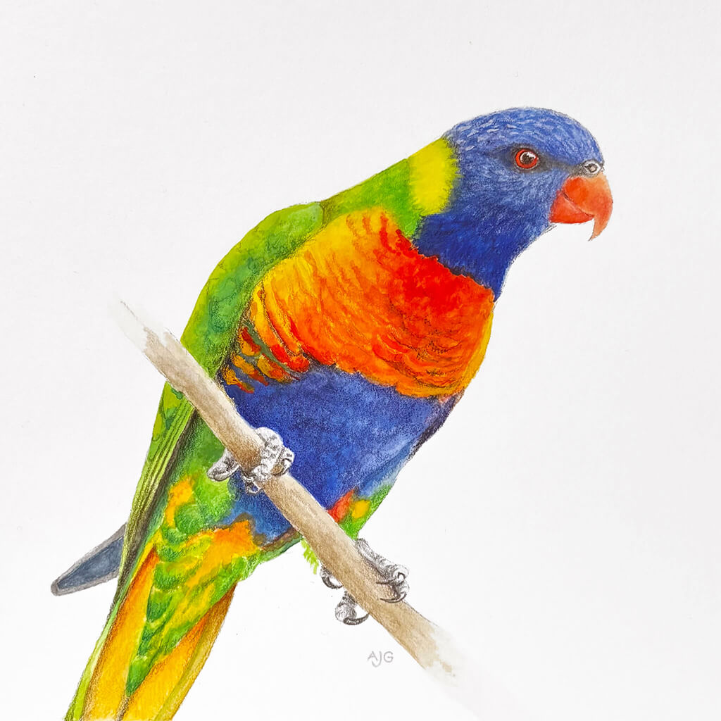 Rainbow Lorikeet bird parrot perched on a branch with a white background painted by Amanda Gosse