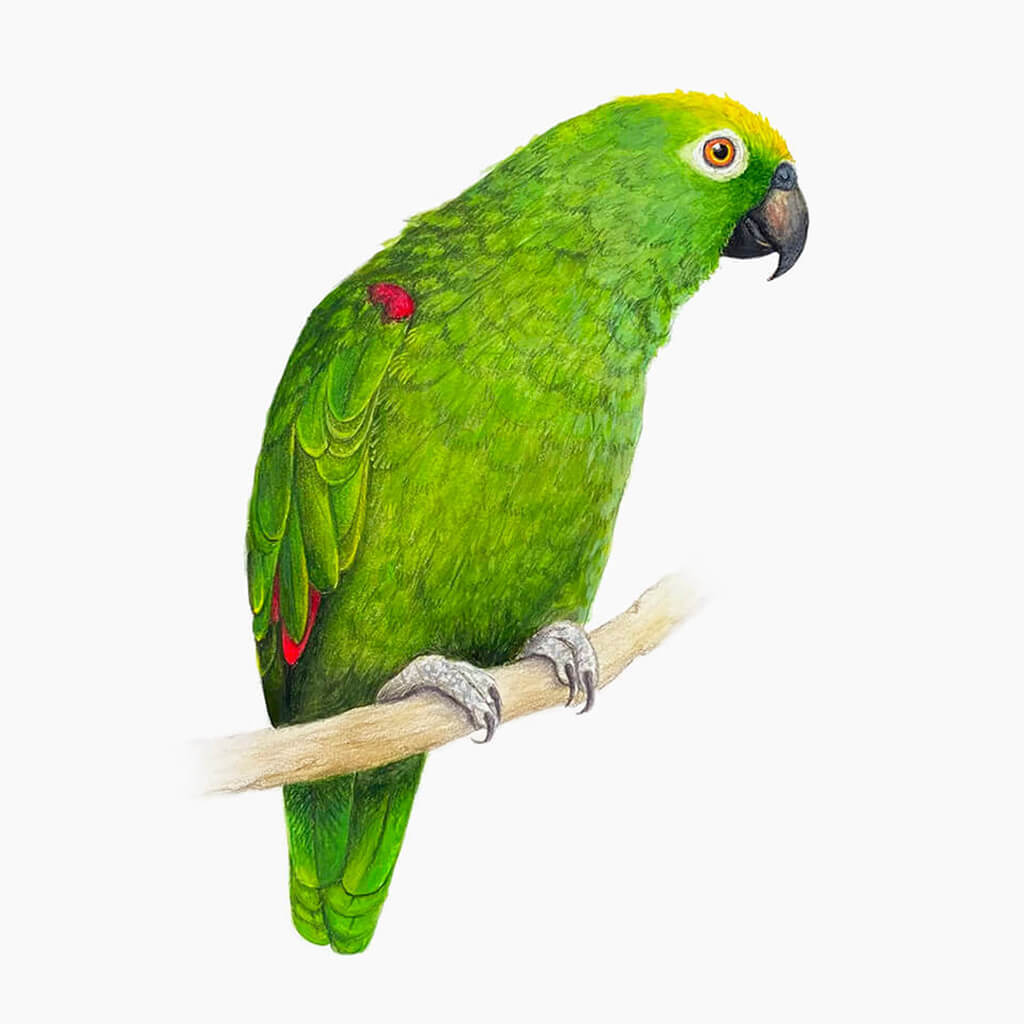 Green parrot with red patches on a branch against a white background painted by Amanda Gosse