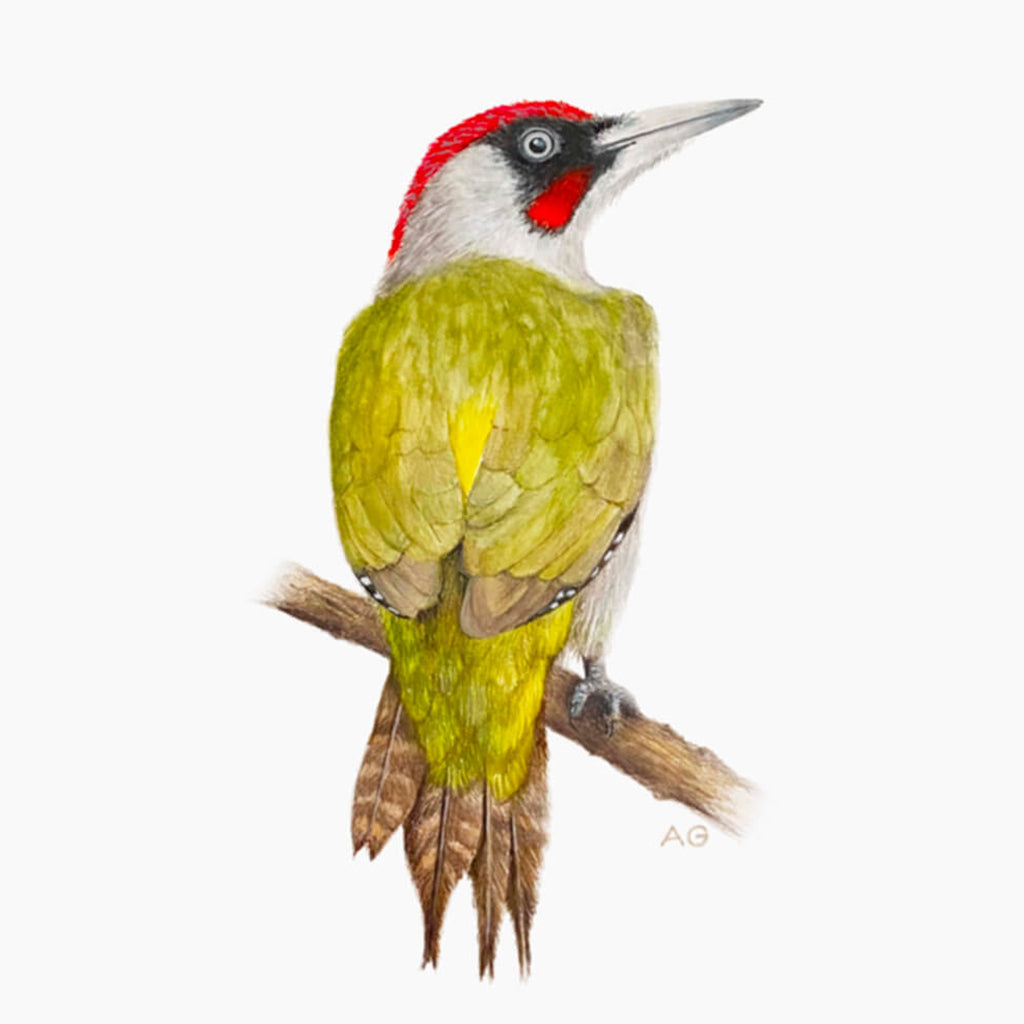 Illustration of a green woodpecker on a branch with a white background painted by Amanda Gosse