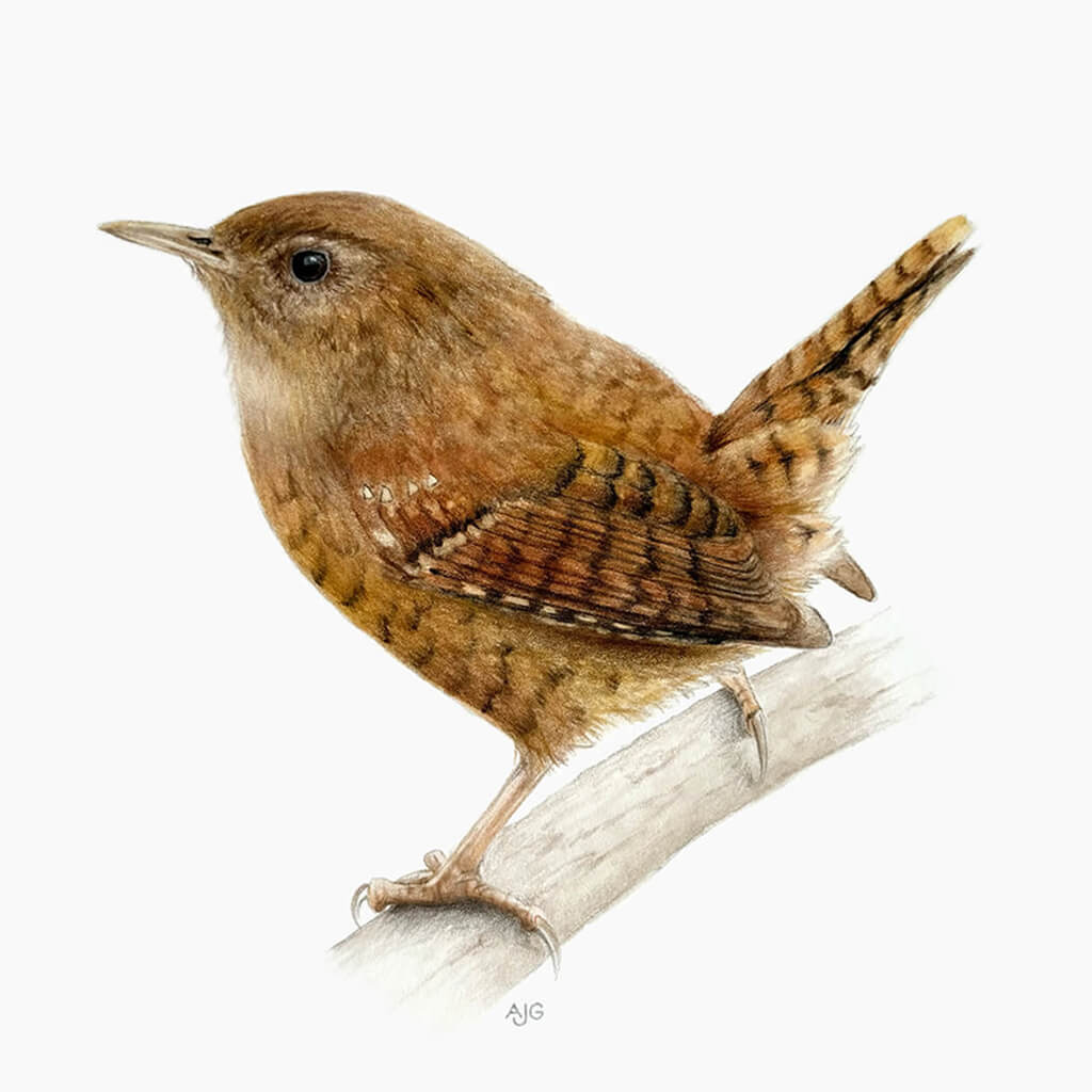 Wren bird perched on a branch with a white background painted by Amanda Gosse