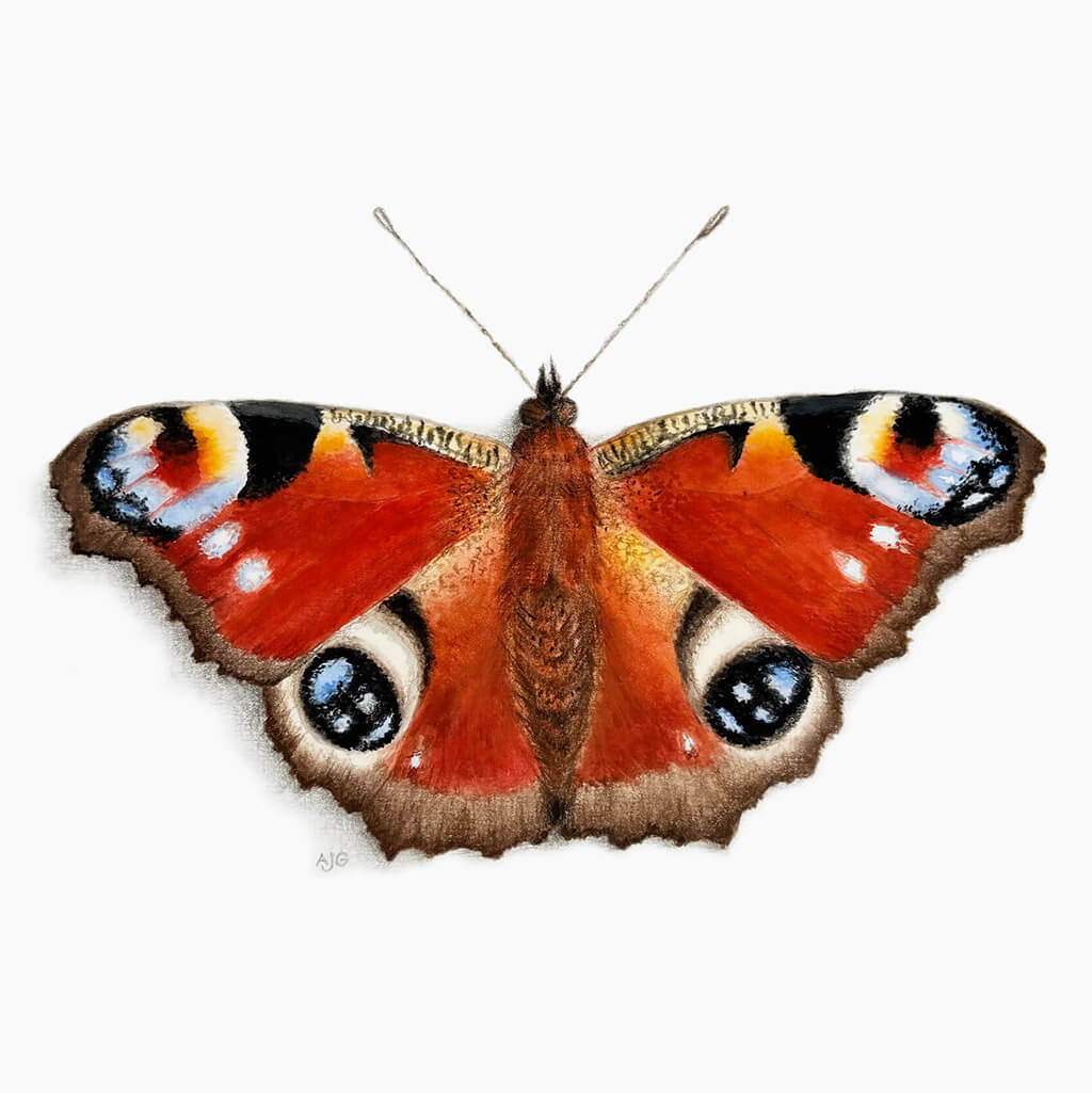 Peacock Butterfly on a white background painted by Amanda Gosse